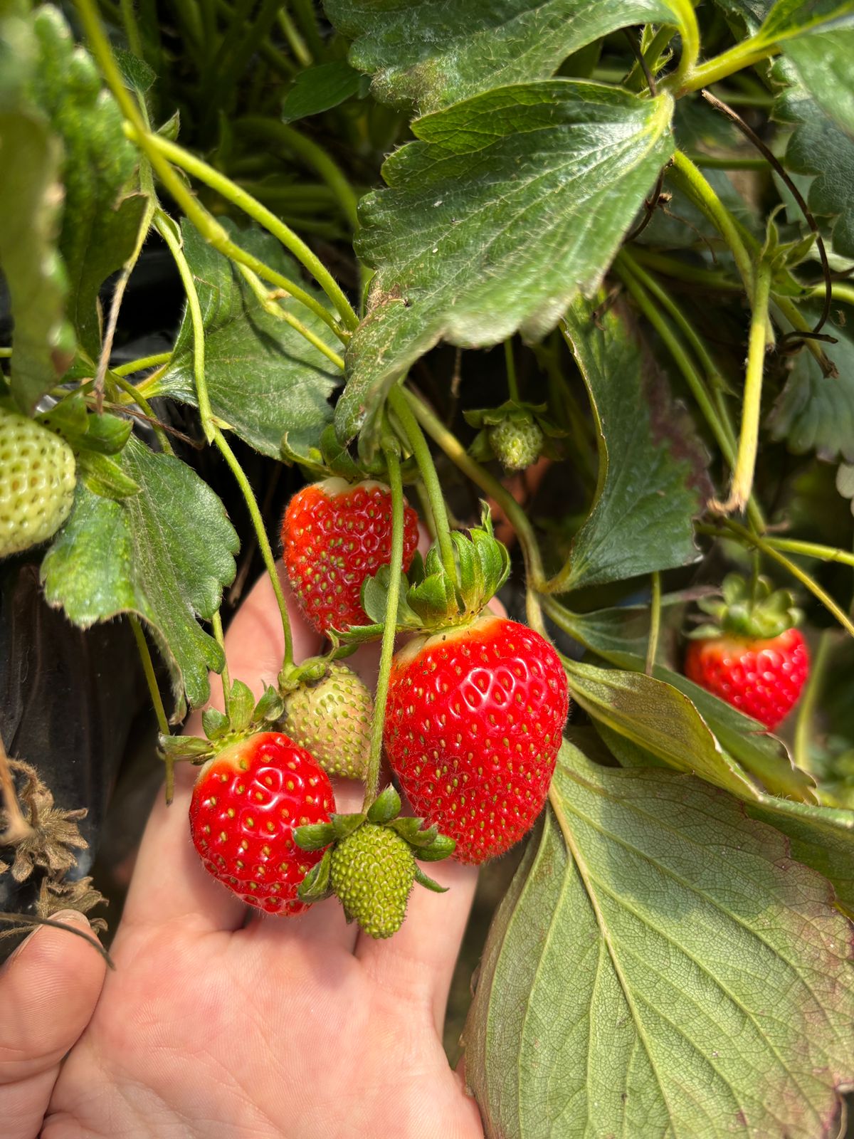 Produção Uai Fruits